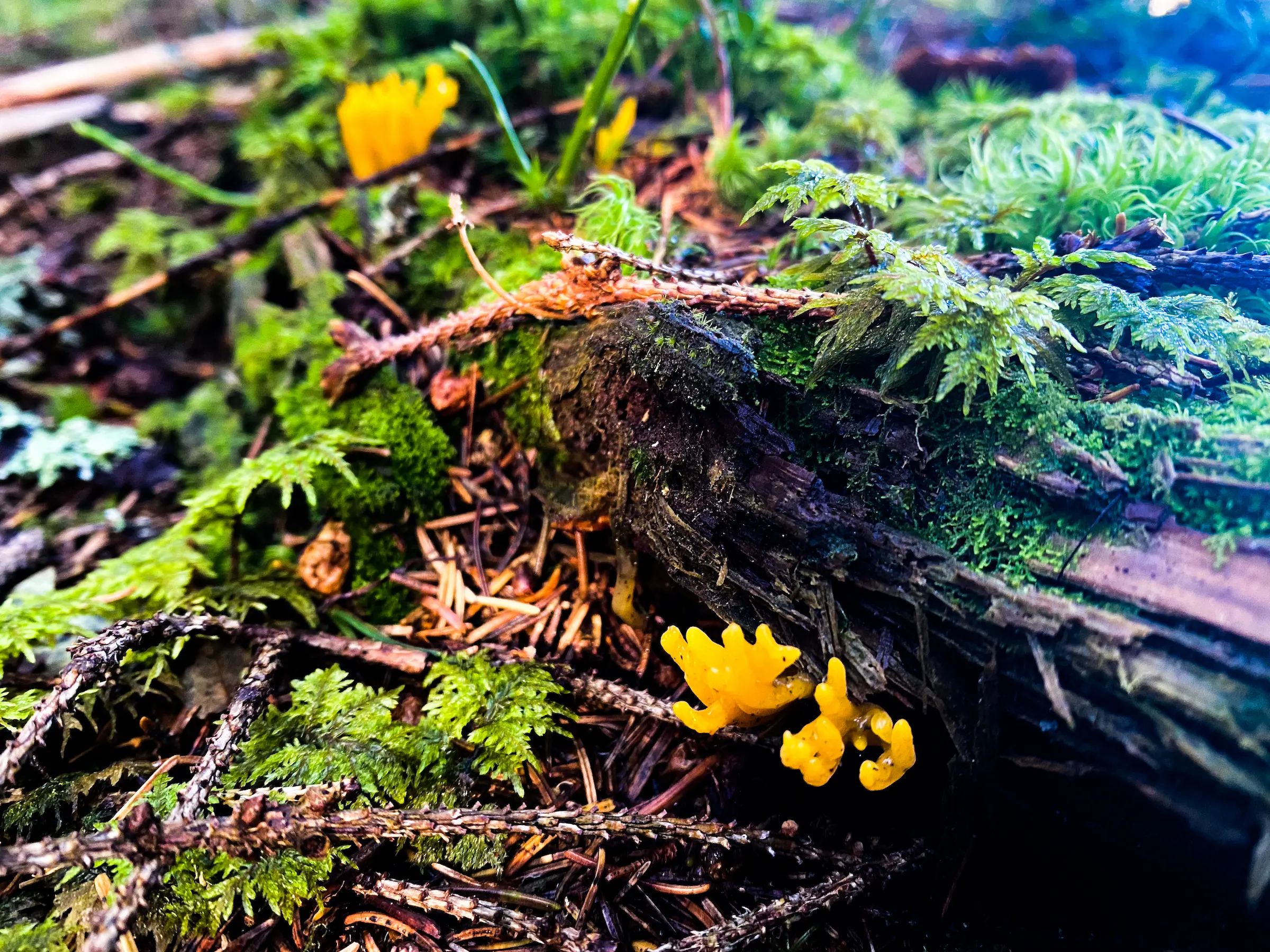 Waldboden mit Blumen beim Waldbaden